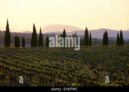 Weinberge und dem Mont Ventoux im Morgengrauen, Provence Stockfoto