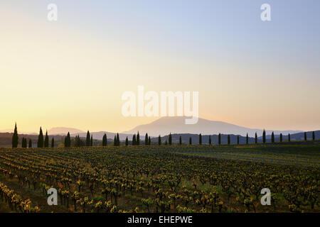 Weinberge und dem Mont Ventoux im Morgengrauen, Provence Stockfoto