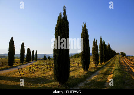 Weinbergen der Côtes du Rhône Dörfer Provence Stockfoto