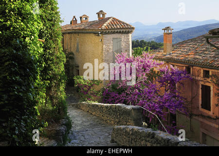 Gasse mit blühender Baum, Crestet, Provence Stockfoto