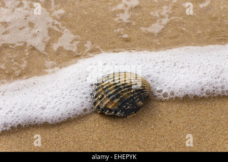 Muschel am Strand Stockfoto