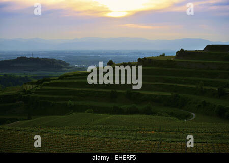 Weinterrassen, Kaiserstuhl, Deutschland Stockfoto