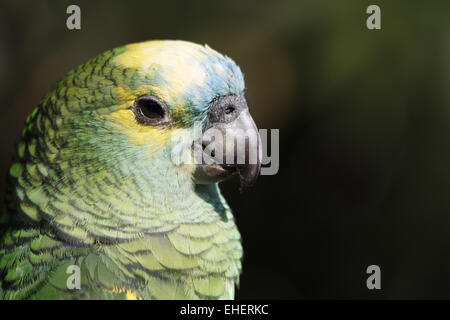 Blau-fronted amazon Stockfoto