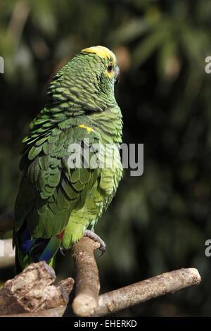 Blau-fronted amazon Stockfoto