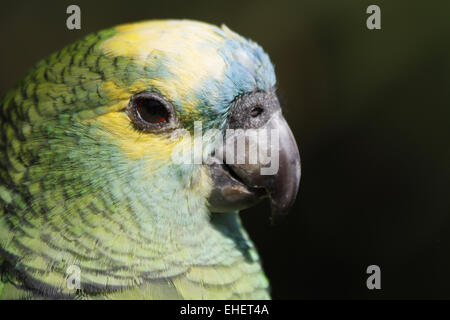 Blau-fronted amazon Stockfoto