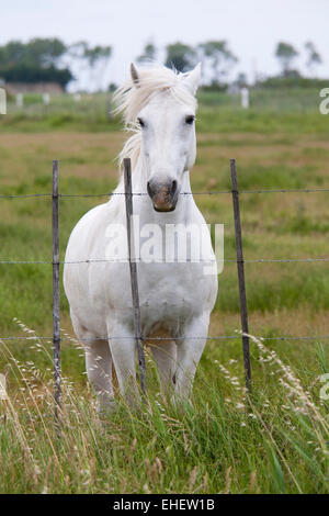 weißes Pferd, Camargue, Provence, Frankreich Stockfoto