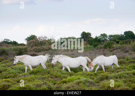 Weiße Pferde, Camargue, Provence, Frankreich Stockfoto