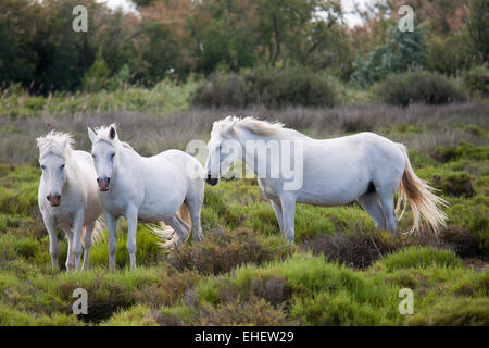 Weiße Pferde, Camargue, Provence, Frankreich Stockfoto