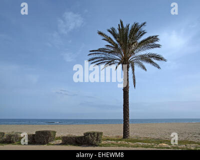 Kanarische Dattelpalme, Phoenix canariensis Stockfoto