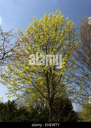 Acer Platanoides, Spitzahorn im Frühjahr Stockfoto