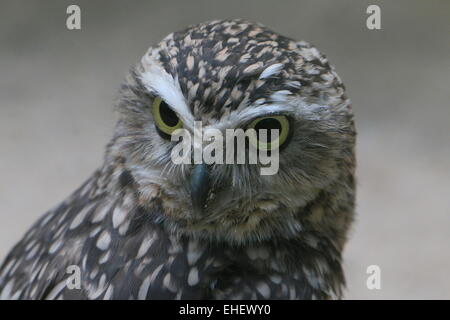 Neue Welt-Kanincheneule (Athene Cunicularia)-Nahaufnahme des Kopfes Stockfoto