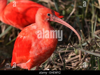 Scarlet Ibis (Eudocimus Ruber) Porträt, im Profil gesehen Stockfoto