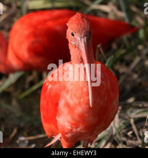 Scarlet Ibis (Eudocimus Ruber)-Porträt Stockfoto