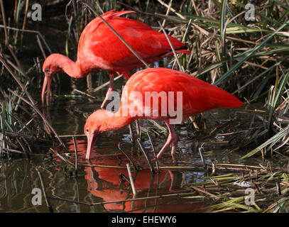 Nahaufnahme der beiden südamerikanischen scharlachrote Ibisse (Eudocimus Ruber) auf Nahrungssuche in Feuchtgebieten Stockfoto