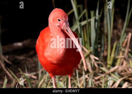 Nahaufnahme von einem südamerikanischen Scarlet Ibis (Eudocimus Ruber) Stockfoto