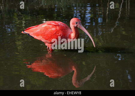 Nahaufnahme von einem neotropischen Scarlet Ibis (Eudocimus Ruber) auf Nahrungssuche in einem See Stockfoto