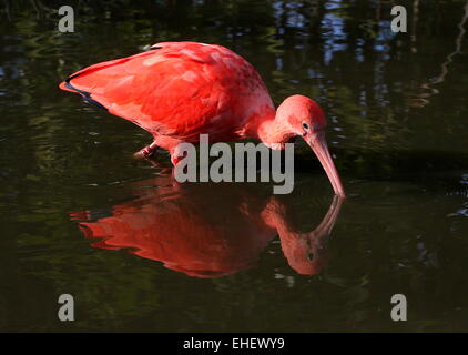 Nahaufnahme von einem neotropischen Scarlet Ibis (Eudocimus Ruber) auf Nahrungssuche in einem See Stockfoto