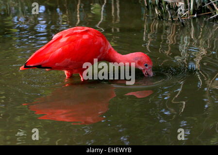 Nahaufnahme von einem neotropischen Scarlet Ibis (Eudocimus Ruber) auf Nahrungssuche in einem See Stockfoto
