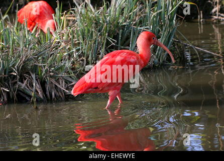 Nahaufnahme von einem neotropischen Scarlet Ibis (Eudocimus Ruber) auf Nahrungssuche in einem See, einem anderen Ibis im Hintergrund Stockfoto