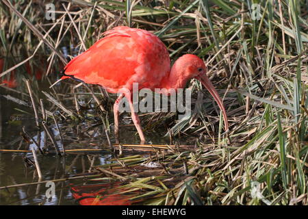 Nahaufnahme von einem neotropischen Scarlet Ibis (Eudocimus Ruber) auf Nahrungssuche in Feuchtgebieten Stockfoto