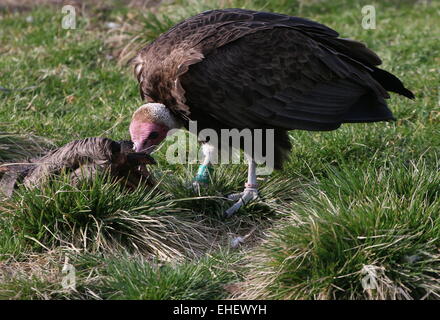 Afrikanische Hooded Vulture (Necrosyrtes Monachus) ernähren sich von einer Karkasse Stockfoto