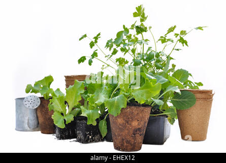 Salat Pflanzen in biologisch abbaubaren Töpfen auf weißem Hintergrund Stockfoto
