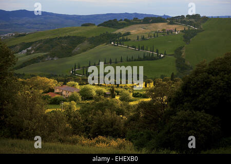 Zypressen-Allee in der Nähe von La Foce, Toskana, Italien Stockfoto