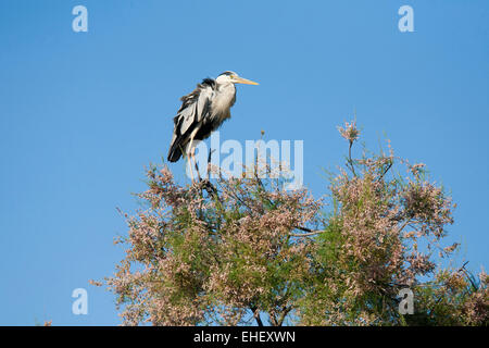 Graureiher, ornithologischen Park, Pont de Gau, Camargue, Provence, Frankreich Stockfoto