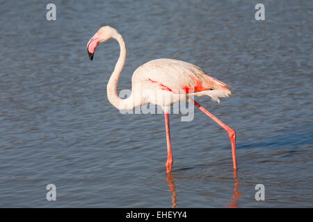 Flamingos, ornithologischen Park, Pont de Gau, Camargue, Provence, Frankreich Stockfoto