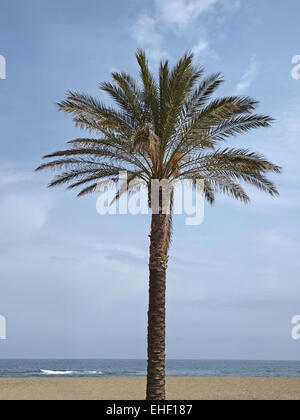 Kanarische Dattelpalme, Phoenix canariensis Stockfoto