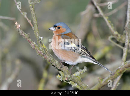 Männlichen Buchfinken auf AST - Fringilla coelebs Stockfoto