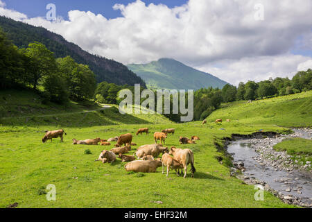 Kuhherde auf der Weide, Val dera Artiga de Lin, Es Bòrdes, Katalonien, Spanien Stockfoto