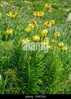 Endemische Pyrenäen Lilien (Lilium pyrenaicum), Katalonien, Spanien Stockfoto