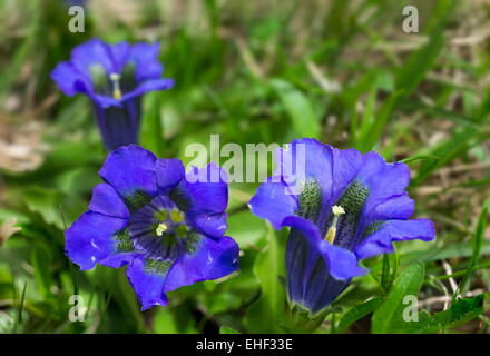 Stemless Enzian (Gentiana acaulis), Katalonien, Spanien Stockfoto