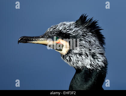 Gemeinsame Kormoran (Phalacrocorax carbo), Baden-Württemberg, Deutschland Stockfoto