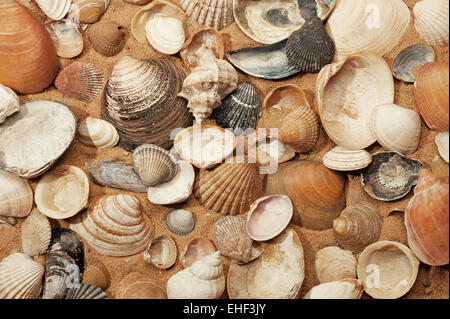 Verschiedene Muscheln auf sand Stockfoto