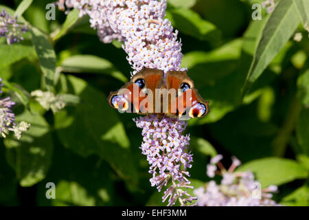 Tagpfauenauge ernähren sich von einem Sommerflieder / Buddleja bush. Stockfoto