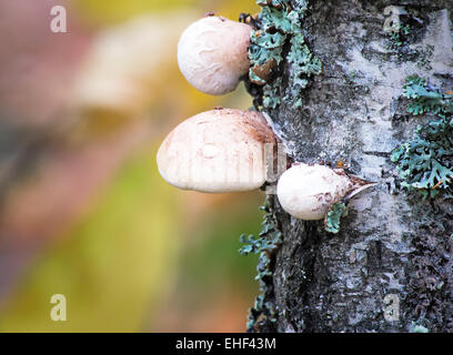 Am Birke Stamm mit großen weißen Pilz Chaga wächst Moos bedeckt. Stockfoto