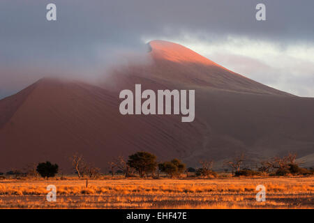 Sanddünen, niedrige Wolken, Kamel Dornenbäumen (Vachellia erioloba) an der Vorderseite, Morgenlicht, Sossusvlei, Namib Wüste Stockfoto