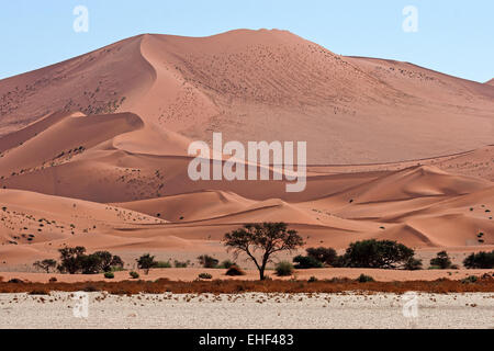 Sanddünen, Kamel Dornenbäumen (Vachellia erioloba) an der Vorderseite, Sossusvlei, Namib Wüste, Namib-Naukluft-Nationalpark, Namibia Stockfoto