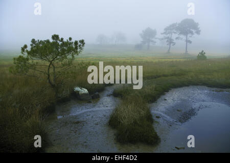 Landschaftsschutzgebiet, Bretagne, Frankreich Stockfoto