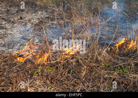 Waldbrände - Rasen und Büsche, die in das Holz brennt Stockfoto