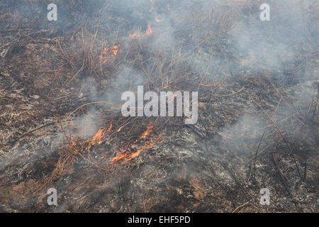 Waldbrände - Rasen und Büsche, die in das Holz brennt Stockfoto