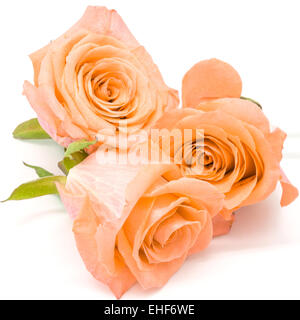 Schöne orange rose Blume, isoliert auf weißem Hintergrund Stockfoto