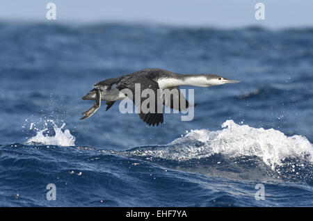 Red-throated Diver - Gavia Stellata - winter Stockfoto