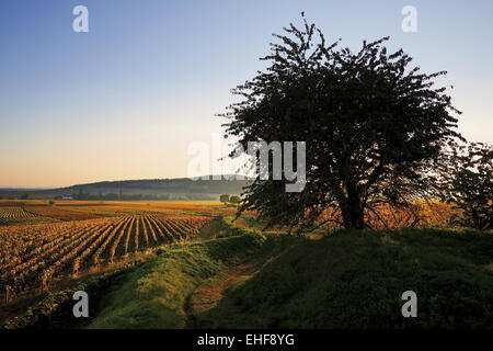 Weinberge in der Nähe von Savigny-Les-Beaune, Burgund Stockfoto