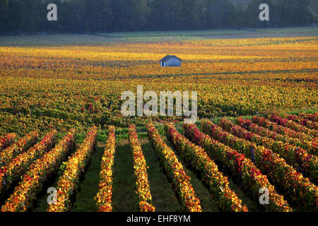 Weinberge in der Nähe von Savigny-Les-Beaune, Burgund Stockfoto