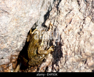 Europäische braune Grasfrosch auf Stein Stockfoto