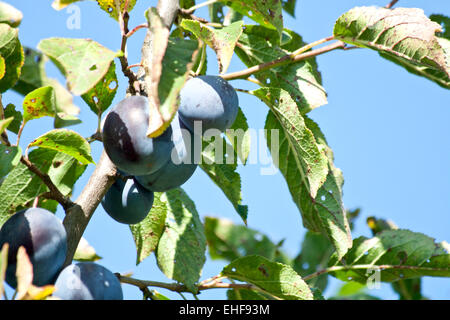 Pflaumen auf Baum Stockfoto