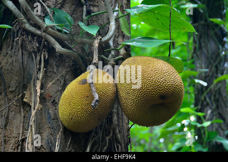 Jackfrucht in Ceylon Stockfoto